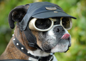 Doggles ILS Kutya Szemüveg