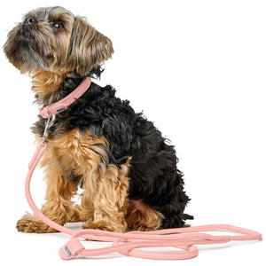 Training leash Soho Round Mini