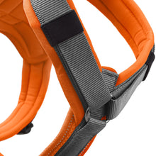 Harness Maldon Up