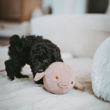Dog Toy Wales