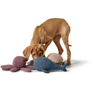 Dog Toy Wales