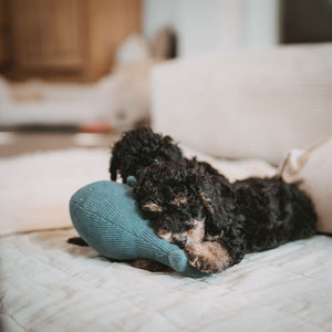 Dog Toy Wales