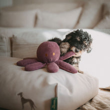 Dog Toy Wales