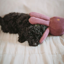 Dog Toy Wales