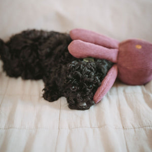 Dog Toy Wales