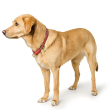 Training Collar Malibu