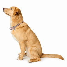 Training Collar Malibu