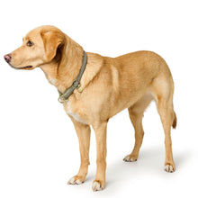 Training Collar Malibu