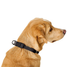 Collar With Quick-Release Buckle Havanna