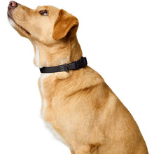 Collar With Quick-Release Buckle Havanna