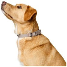 Collar With Quick-Release Buckle Havanna