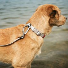 Collar With Quick-Release Buckle Havanna