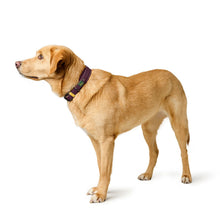 Collar Havanna Mini