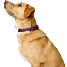 Collar With Quick-Release Buckle Havanna