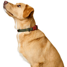 Collar With Quick-Release Buckle Havanna