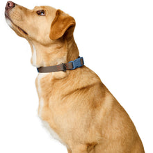 Collar With Quick-Release Buckle Havanna