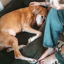 Orthopaedic/Ergonomic Dog Beg Melun