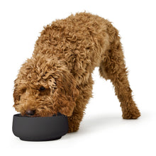 Dog Bowl Mora