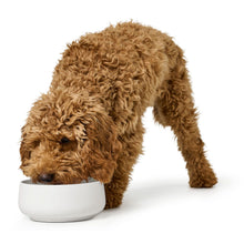 Dog Bowl Mora