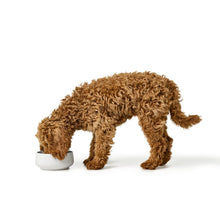 Dog Bowl Mora