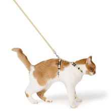 Cat harness set Kirs