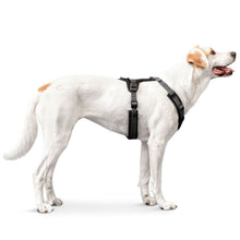 Harness Maldon Up