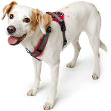 Harness Maldon Up