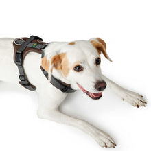 Harness Maldon Up