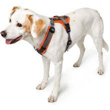Harness Maldon Up