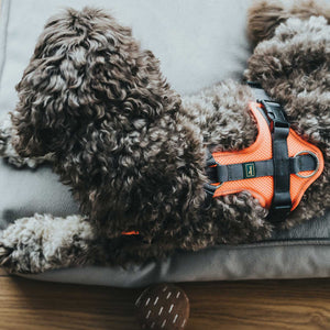 Harness Maldon Up