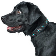 Dog Collar Madona