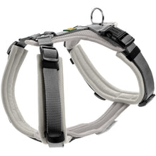 Harness Maldon Up