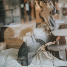 Travel Blanket For Dogs Rockford