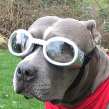 Doggles ILS Kutya Szemüveg