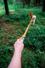 Woolly Wolf Roam Póráz