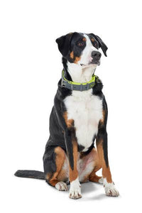 Collar Convenience Vario Plus