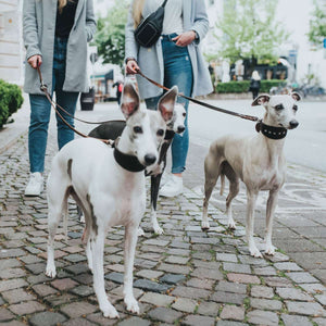 Greyhound collar Larvik Style