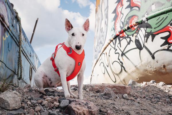 Eco dog on sale harness