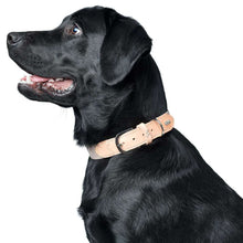 Collar Trino
