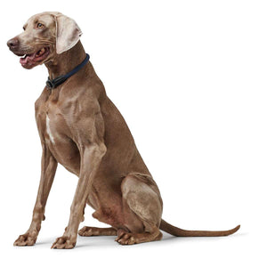 Training collar Eiby Freestyle